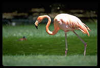 flamingo.gif (78846 Byte)